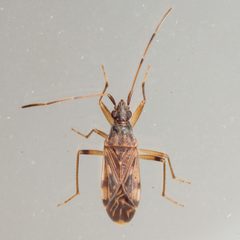 Ozophora salsaverdeae by (c) Victor Engel, some rights reserved (CC BY), uploaded by Victor Engel. Used under a CC-BY license.