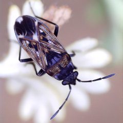 Peritrechus by (c) Barry Walter, some rights reserved (CC BY), uploaded by Barry Walter. Used under a CC-BY license.