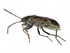 Rhyparochromus vulgaris by (c) anonymous, some rights reserved (CC BY). Used under a CC-BY license.