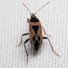 Xanthochilus saturnius by (c) Ken-ichi Ueda, some rights reserved (CC BY), uploaded by Ken-ichi Ueda. Used under a CC-BY license.