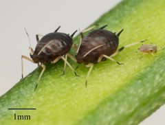 Aphis craccivora by no rights reserved, uploaded by Jesse Rorabaugh. Used under a CC0 license.