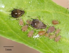 Aphis craccivora by no rights reserved, uploaded by Jesse Rorabaugh. Used under a CC0 license.