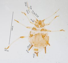 Aphis craccivora by no rights reserved, uploaded by Jesse Rorabaugh. Used under a CC0 license.