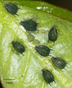 Aphis gossypii by no rights reserved, uploaded by Jesse Rorabaugh. Used under a CC0 license.