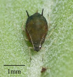 Aphis gossypii by no rights reserved, uploaded by Jesse Rorabaugh. Used under a CC0 license.