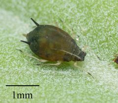 Aphis gossypii by no rights reserved, uploaded by Jesse Rorabaugh. Used under a CC0 license.