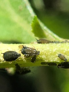 Aphis gossypii by (c) Justin Paulin, some rights reserved (CC BY), uploaded by Justin Paulin. Used under a CC-BY license.