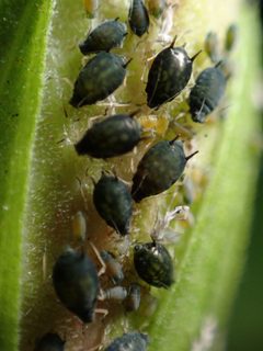 Aphis gossypii by (c) W Rao, some rights reserved (CC BY), uploaded by W Rao. Used under a CC-BY license.