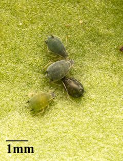 Aphis gossypii by no rights reserved, uploaded by Jesse Rorabaugh. Used under a CC0 license.