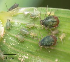 Rhopalosiphum padi by no rights reserved, uploaded by Jesse Rorabaugh. Used under a CC0 license.