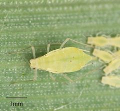 Metopolophium dirhodum by no rights reserved, uploaded by Jesse Rorabaugh. Used under a CC0 license.