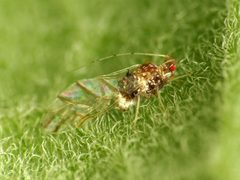 Drepanosiphinae by (c) Katja Schulz, some rights reserved (CC BY). Used under a CC-BY license.