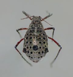 Tuberolachnus salignus by (c) Steve Kerr, some rights reserved (CC BY), uploaded by Steve Kerr. Used under a CC-BY license.