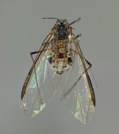 Tuberolachnus salignus by (c) Steve Kerr, some rights reserved (CC BY), uploaded by Steve Kerr. Used under a CC-BY license.