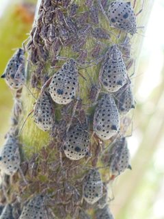 Tuberolachnus salignus by (c) Jason Eckberg, some rights reserved (CC BY), uploaded by Jason Eckberg. Used under a CC-BY license.