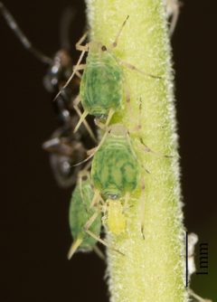 Aphis farinosa by no rights reserved, uploaded by Jesse Rorabaugh. Used under a CC0 license.