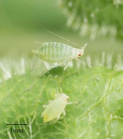 Acyrthosiphon lactucae by no rights reserved, uploaded by Jesse Rorabaugh. Used under a CC0 license.