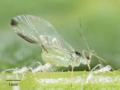 Illinoia rubicola by no rights reserved, uploaded by Jesse Rorabaugh. Used under a CC0 license.