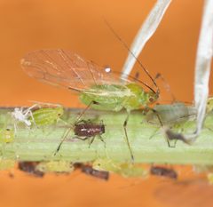 Macrosiphum euphorbiae by no rights reserved, uploaded by Jesse Rorabaugh. Used under a CC0 license.