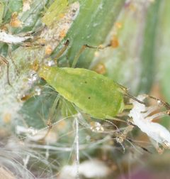 Macrosiphum euphorbiae by no rights reserved, uploaded by Jesse Rorabaugh. Used under a CC0 license.