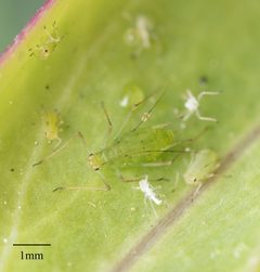 Macrosiphum euphorbiae by no rights reserved, uploaded by Jesse Rorabaugh. Used under a CC0 license.