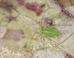 Macrosiphum euphorbiae by no rights reserved, uploaded by Jesse Rorabaugh. Used under a CC0 license.