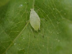 Macrosiphum olmsteadi by (c) Trevor Van Loon, some rights reserved (CC BY), uploaded by Trevor Van Loon. Used under a CC-BY license.