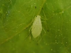 Macrosiphum olmsteadi by (c) Trevor Van Loon, some rights reserved (CC BY), uploaded by Trevor Van Loon. Used under a CC-BY license.