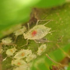 Macrosiphum rhamni by (c) giantcicada, some rights reserved (CC BY), uploaded by giantcicada. Used under a CC-BY license.