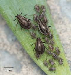 Neotoxoptera formosana by no rights reserved, uploaded by Jesse Rorabaugh. Used under a CC0 license.
