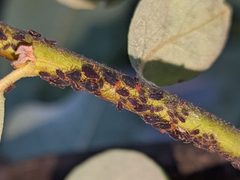 Pterocomma sanguiceps by (c) user12, some rights reserved (CC BY). Used under a CC-BY license.