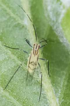 Calaphis by (c) Bill Keim, some rights reserved (CC BY). Used under a CC-BY license.