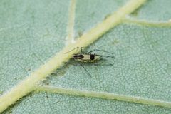 Calaphis neobetulella by (c) Bill Keim, some rights reserved (CC BY). Used under a CC-BY license.
