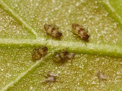 Callipterinella by (c) Alexis Tinker-Tsavalas, some rights reserved (CC BY), uploaded by Alexis Tinker-Tsavalas. Used under a CC-BY license.