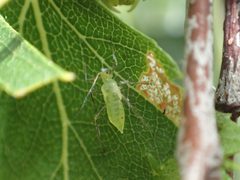 Euceraphis papyrifericola by (c) Matt Bowser, some rights reserved (CC BY), uploaded by Matt Bowser. Used under a CC-BY license.