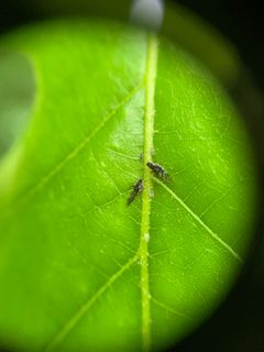 Hoplochaitophorus quercicola by (c) Senna Bryce Robeson, some rights reserved (CC BY), uploaded by Senna Bryce Robeson. Used under a CC-BY license.