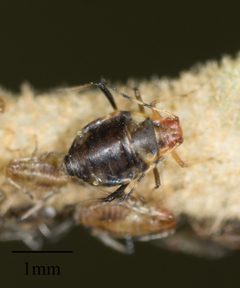 Neosymydobius paucisetosus by no rights reserved, uploaded by Jesse Rorabaugh. Used under a CC0 license.