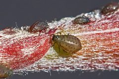 Periphyllus californiensis by (c) Bill Keim, some rights reserved (CC BY), uploaded by Bill Keim. Used under a CC-BY license.