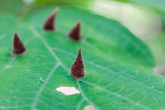 Hormaphis by (c) Ken-ichi Ueda, some rights reserved (CC BY), uploaded by Ken-ichi Ueda. Used under a CC-BY license.