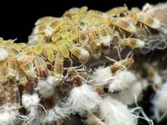 Grylloprociphilus imbricator by (c) Katja Schulz, some rights reserved (CC BY). Used under a CC-BY license.