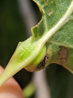 Pemphigus populicaulis by no rights reserved, uploaded by Adam Kranz. Used under a CC0 license.