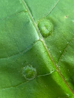 Phylloxera pilosula by (c) Emily Summerbell, some rights reserved (CC BY), uploaded by Emily Summerbell. Used under a CC-BY license.