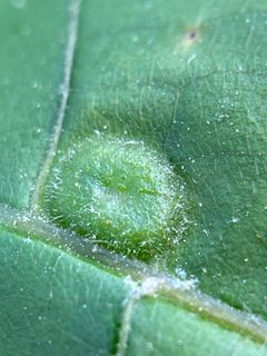 Phylloxera pilosula by (c) Emily Summerbell, some rights reserved (CC BY), uploaded by Emily Summerbell. Used under a CC-BY license.
