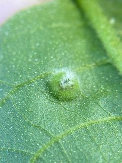 Phylloxera pilosula by (c) Emily Summerbell, some rights reserved (CC BY), uploaded by Emily Summerbell. Used under a CC-BY license.