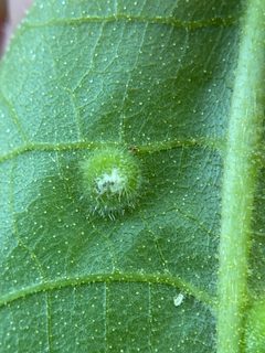 Phylloxera pilosula by (c) Emily Summerbell, some rights reserved (CC BY), uploaded by Emily Summerbell. Used under a CC-BY license.