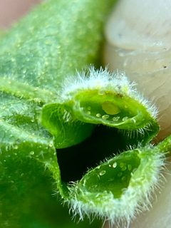 Phylloxera pilosula by (c) Emily Summerbell, some rights reserved (CC BY), uploaded by Emily Summerbell. Used under a CC-BY license.