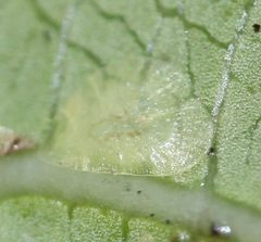 Milviscutulus mangiferae by (c) Even Dankowicz, いくつかの権利を保有 (CC BY), Even Dankowicz によって投稿されました. Used under a CC-BY license.