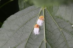 Pulvinaria acericola by (c) Steven Bodzin, some rights reserved (CC BY), uploaded by Steven Bodzin. Used under a CC-BY license.