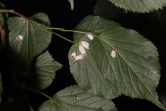 Pulvinaria acericola by (c) Steven Bodzin, some rights reserved (CC BY), uploaded by Steven Bodzin. Used under a CC-BY license.