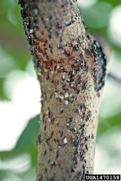 Lepidosaphes ulmi by (c) A. Steven Munson, some rights reserved (CC BY). Used under a CC-BY license.